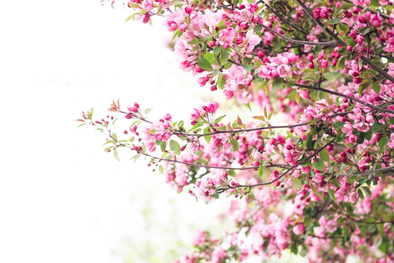 a tree that has small pink flowers on it