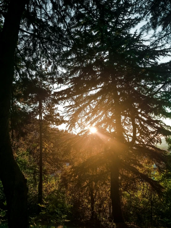 some very pretty trees in the woods with bright sunlight