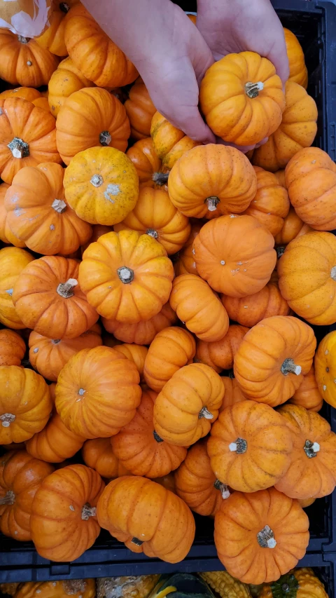 a box filled with lots of orange pumpkins