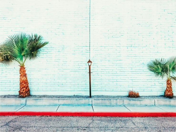 some palm trees in a row by a white brick wall