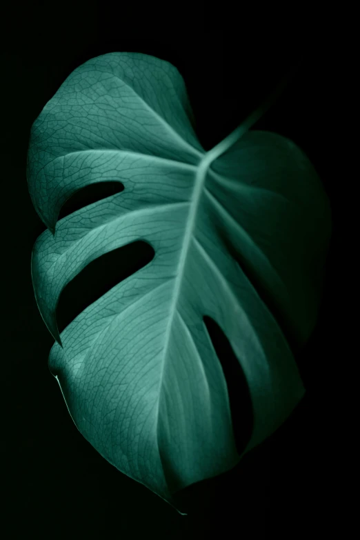 a green leaf is pographed against a dark background