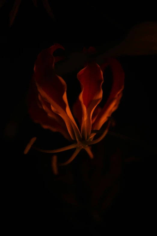 a flower that is blooming in the dark