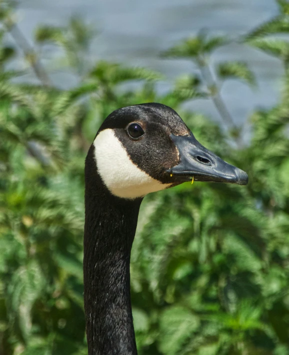 a black duck standing near some vegetation