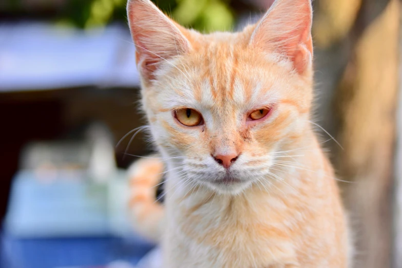 an orange cat has very big ears on its head