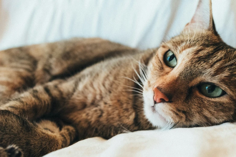 a cat laying down with its eyes open