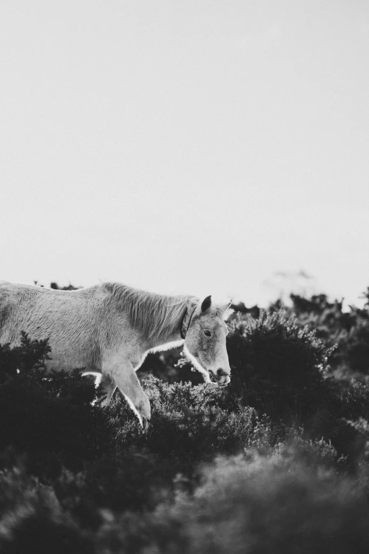 a cow is eating some vegetation on the hill