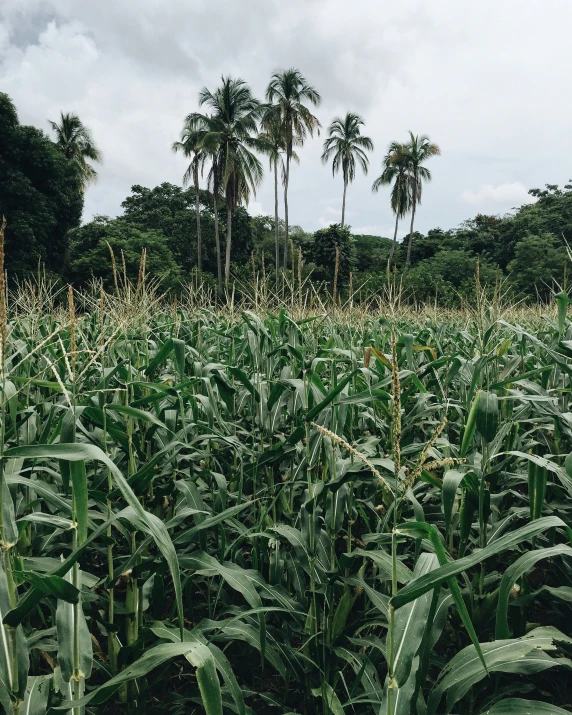 an image of an open corn field with tall plants