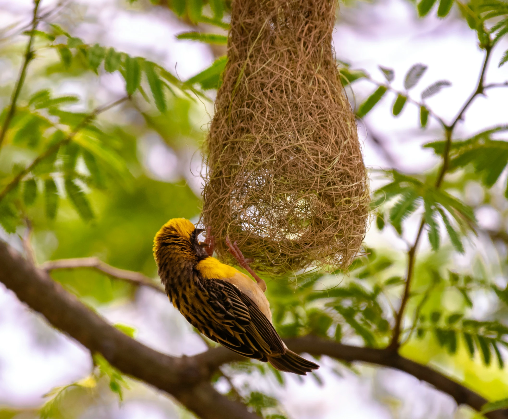 a bird with a yellow chest sitting on a nch