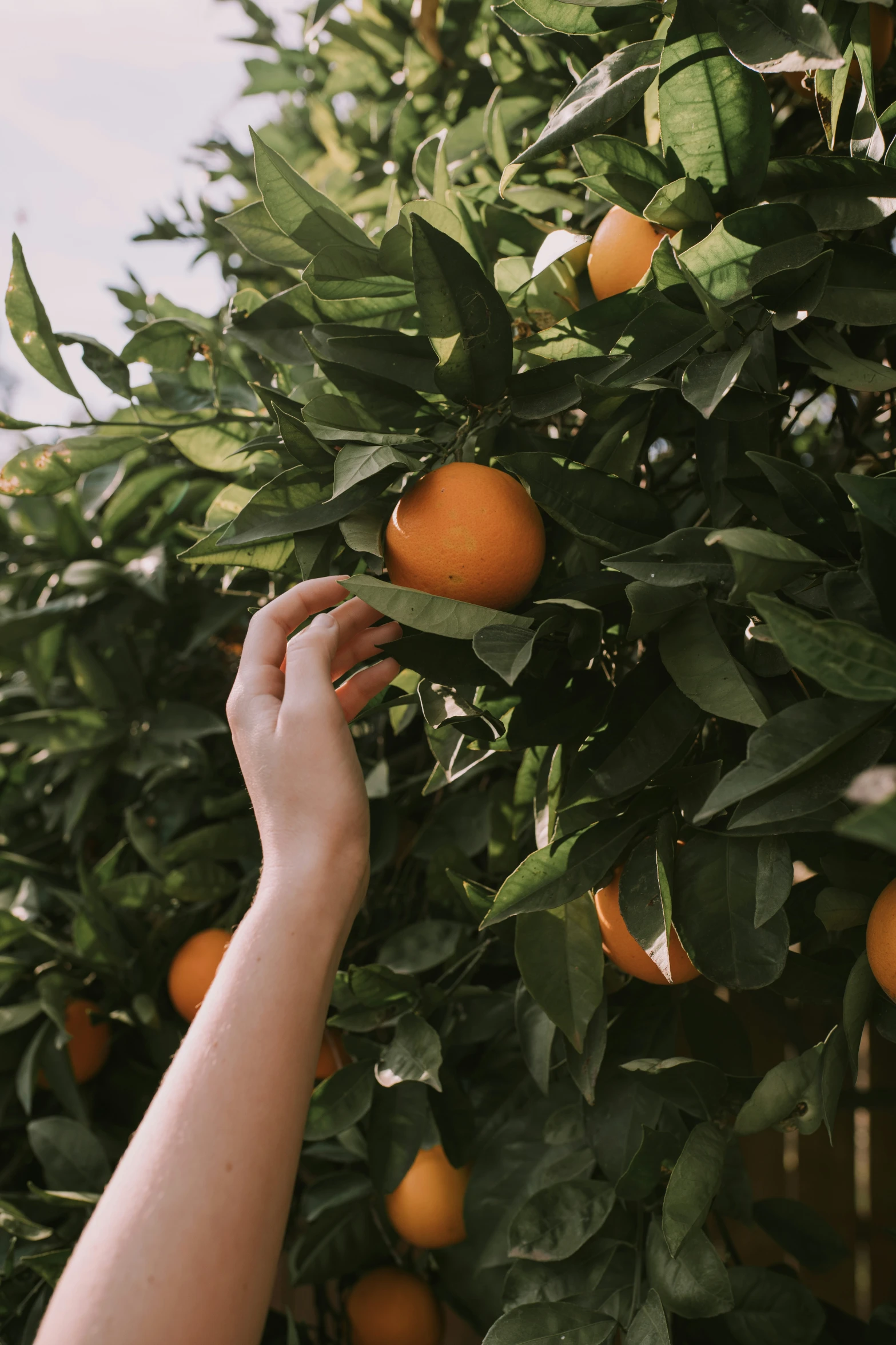 a person reaching up to a small tree