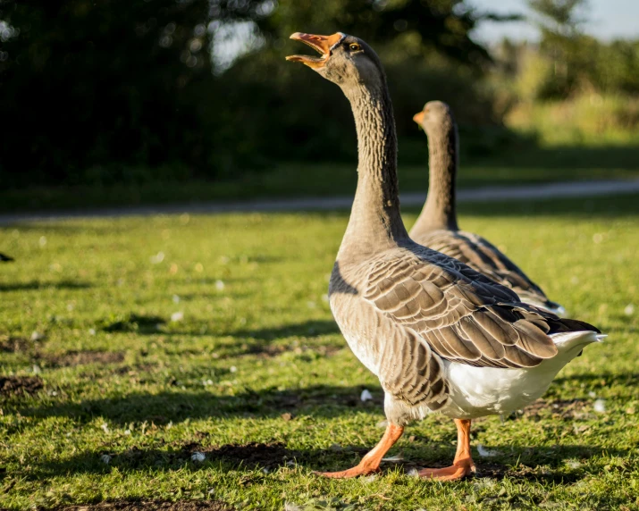 two geese walking across a green field