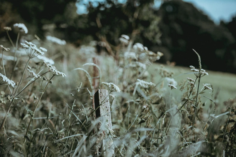 there is grass in the foreground and trees behind it