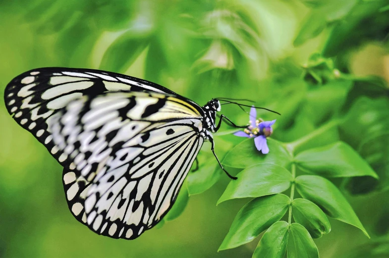 a erfly on a leaf is eating some food