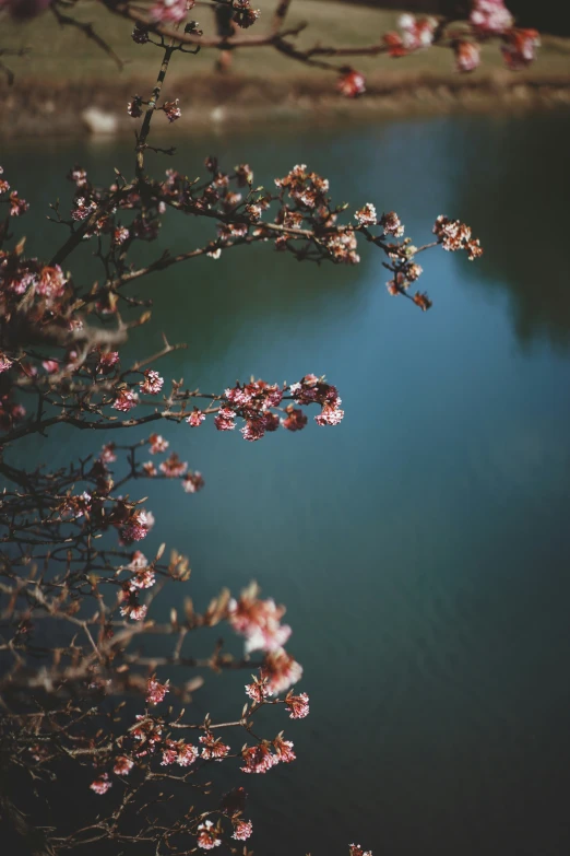 blossoming trees and flowers near the water