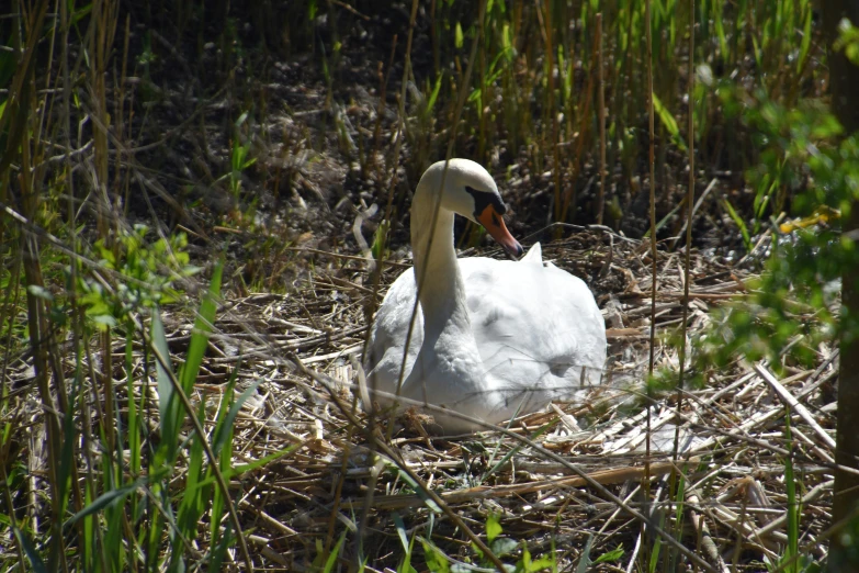 a white swan sitting in the grass next to the ground