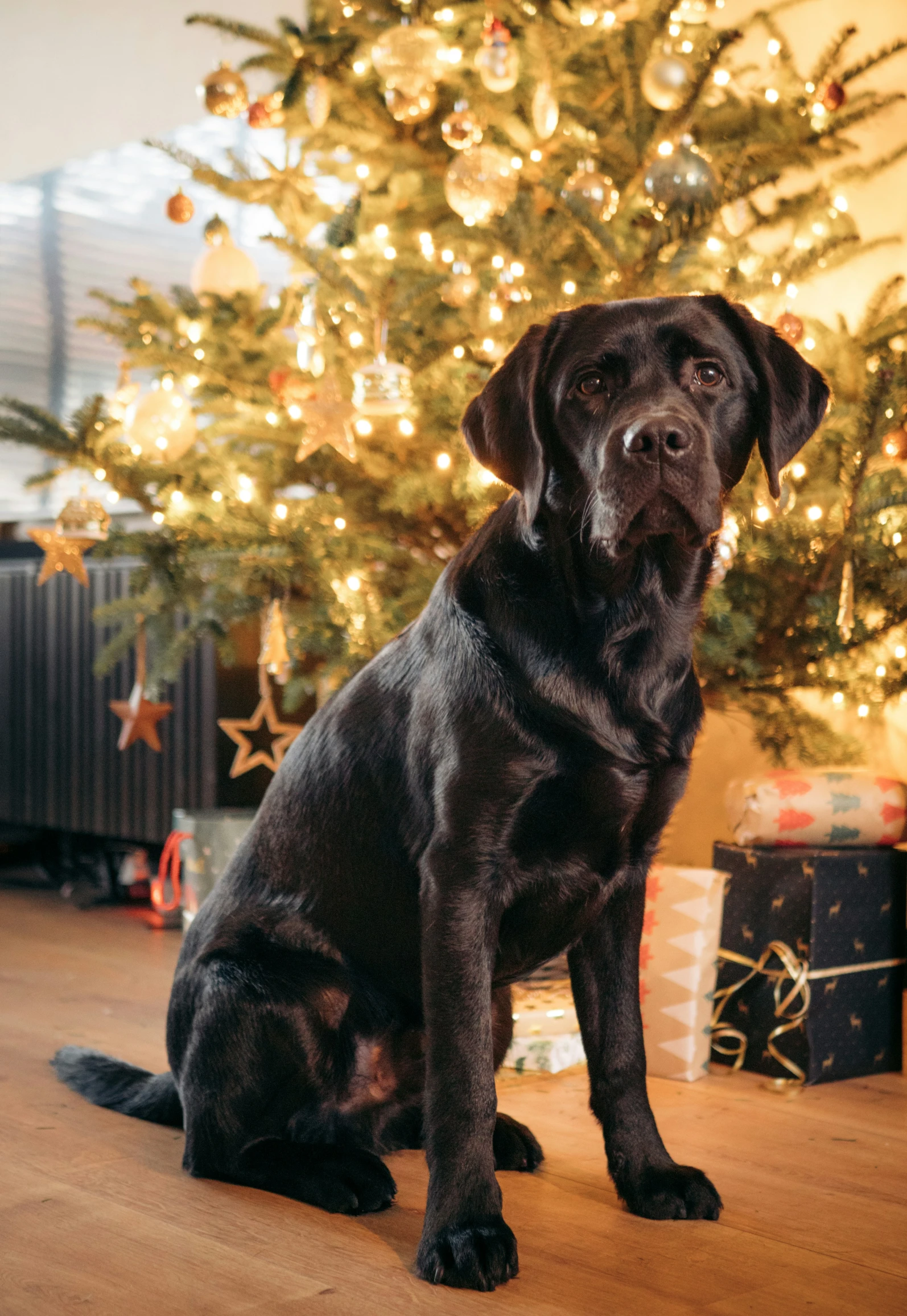 a large black dog sits by a christmas tree