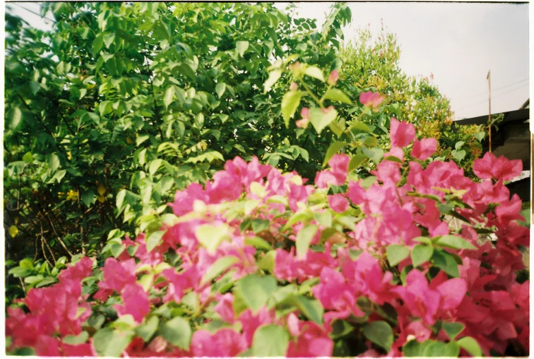 pink flowers in bloom in front of green leaves