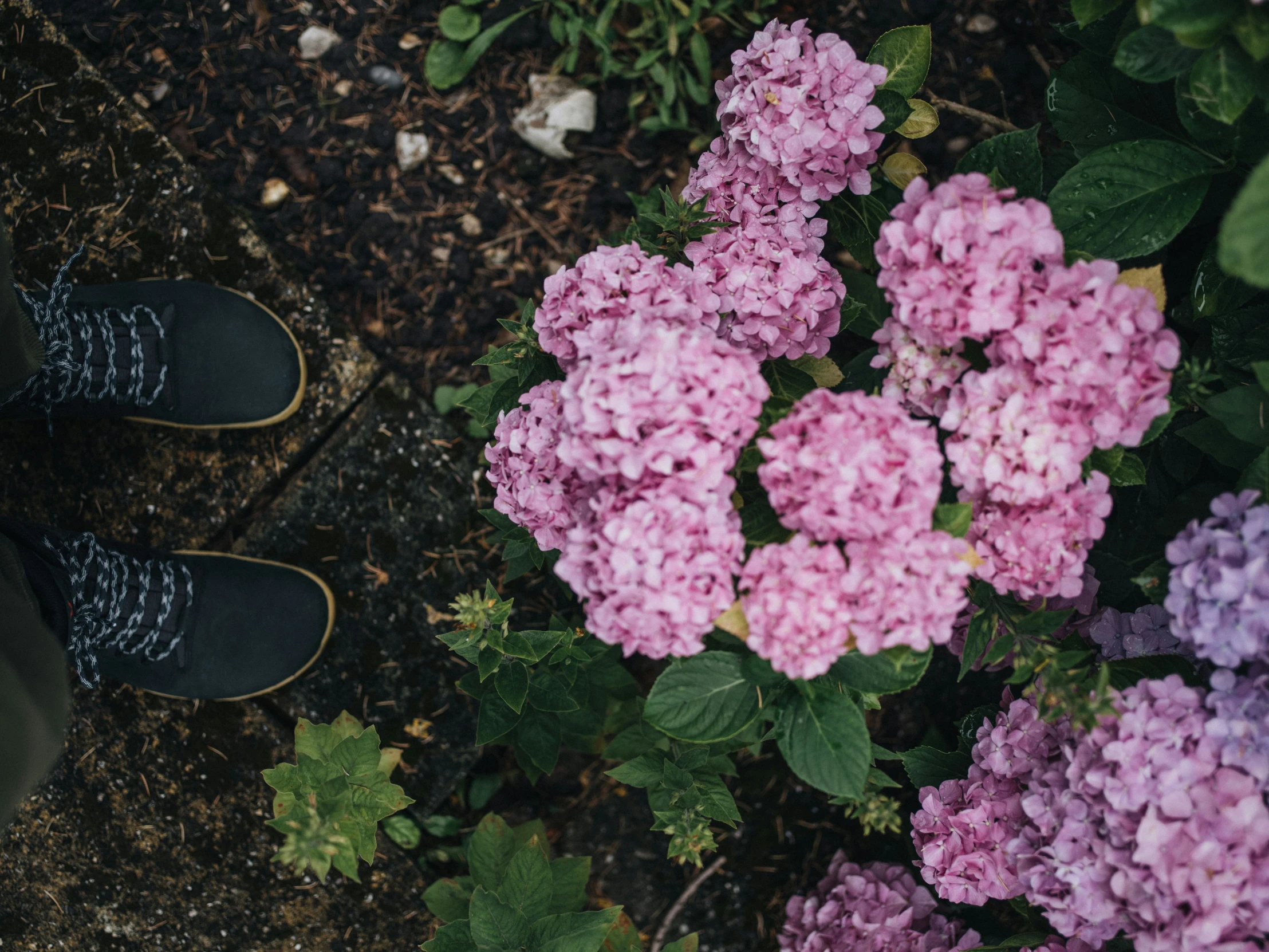 pink flowers with leaves and the bottom of someones shoes