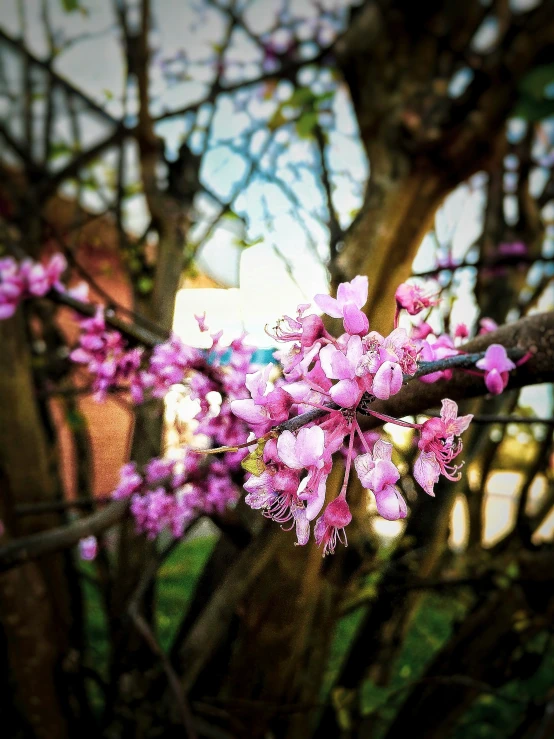 the nch of the tree is covered in purple flowers