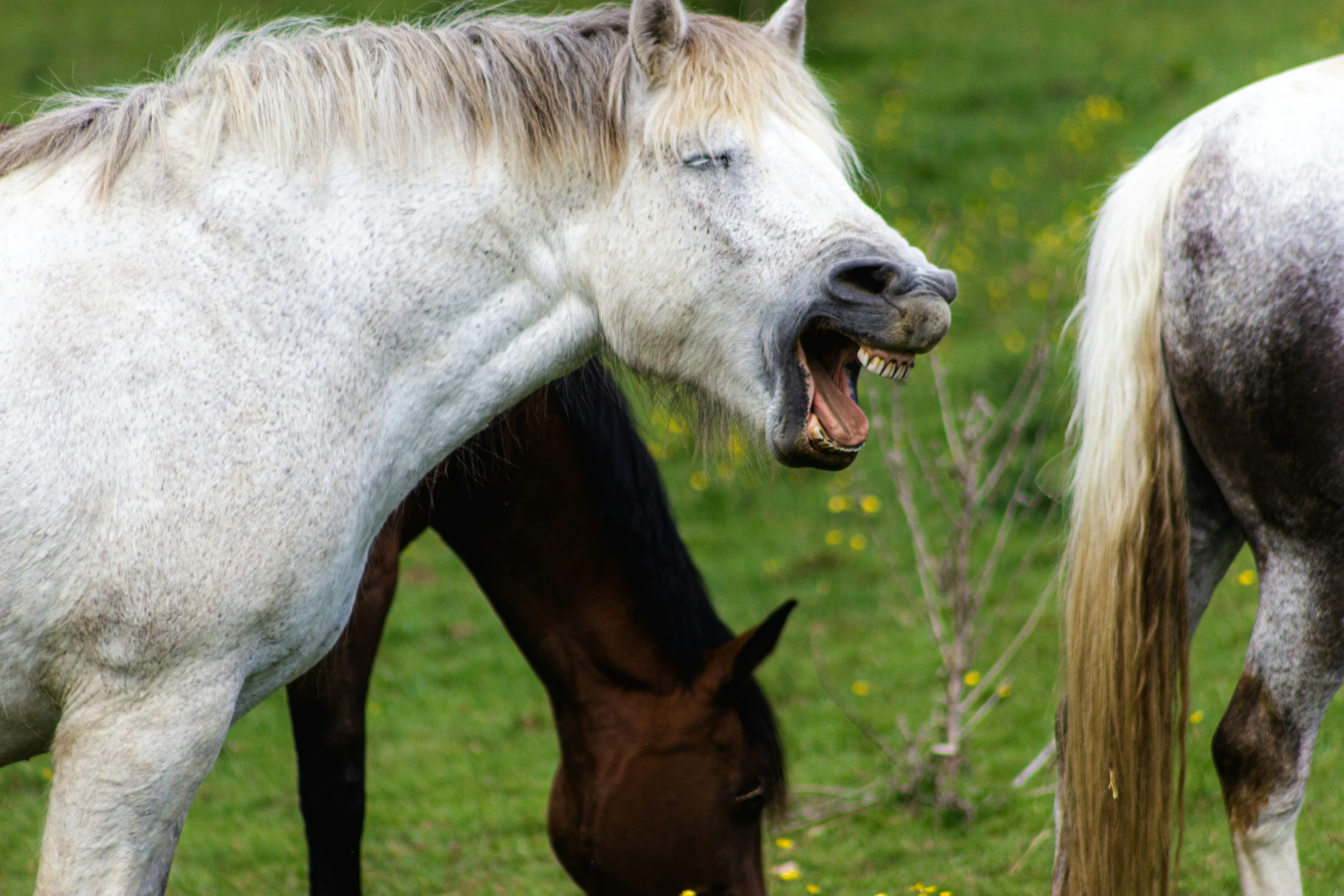 two horses in a field with one trying to bite another one