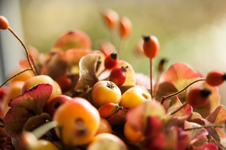 the flowers are blooming with small fruit growing on them