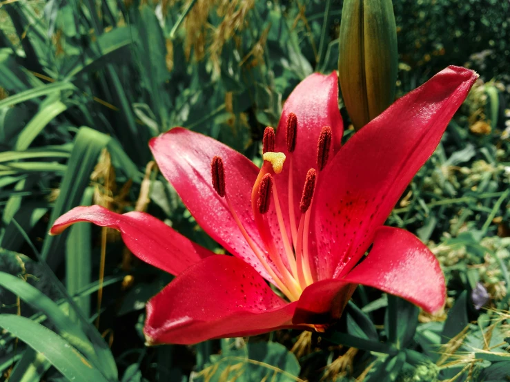 a red flower with yellow center on its stem