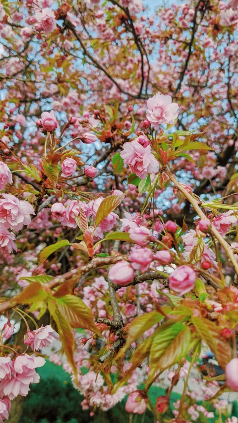 a group of pink and yellow flowers hanging from tree nches