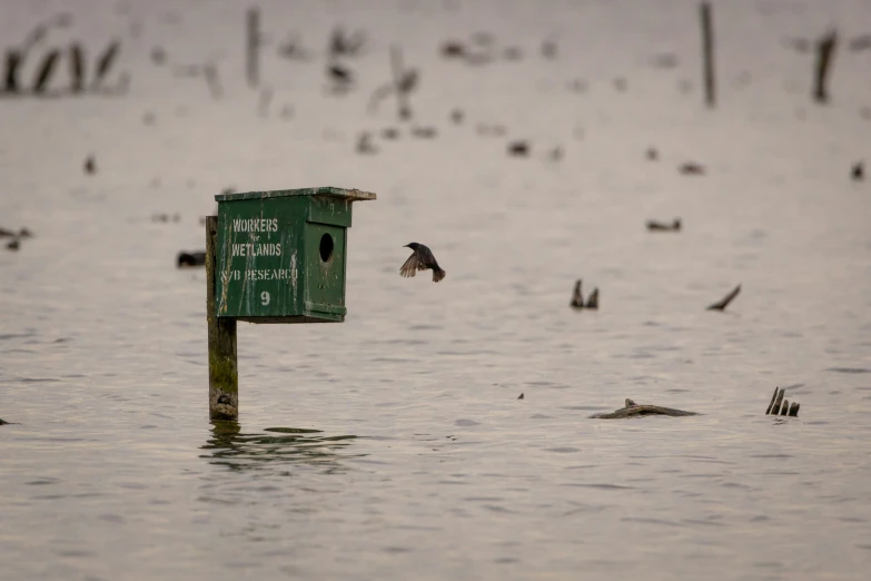 a group of birds flying over water next to a bird house