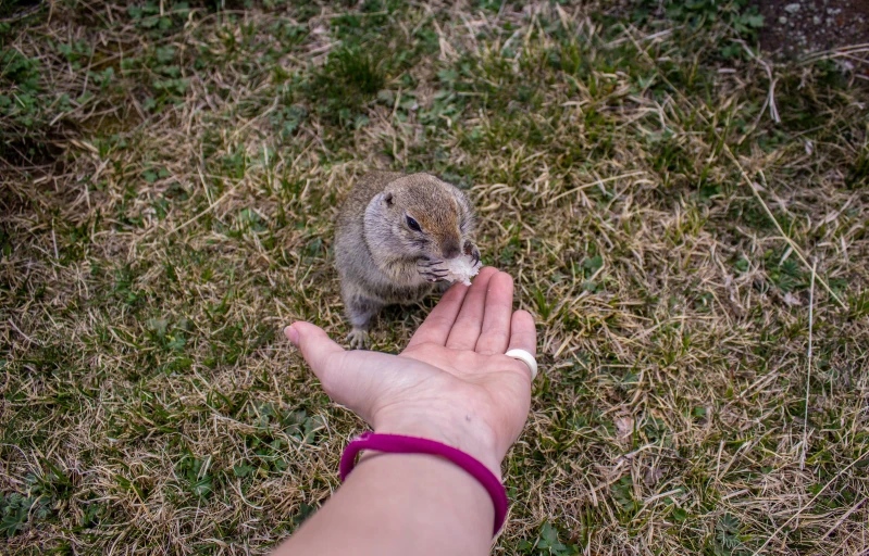a small baby bunny in the backyard feeding from someones hand