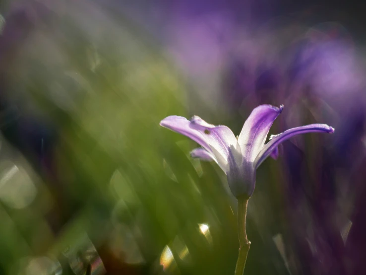 an abstract po of a purple flower in front of green grass