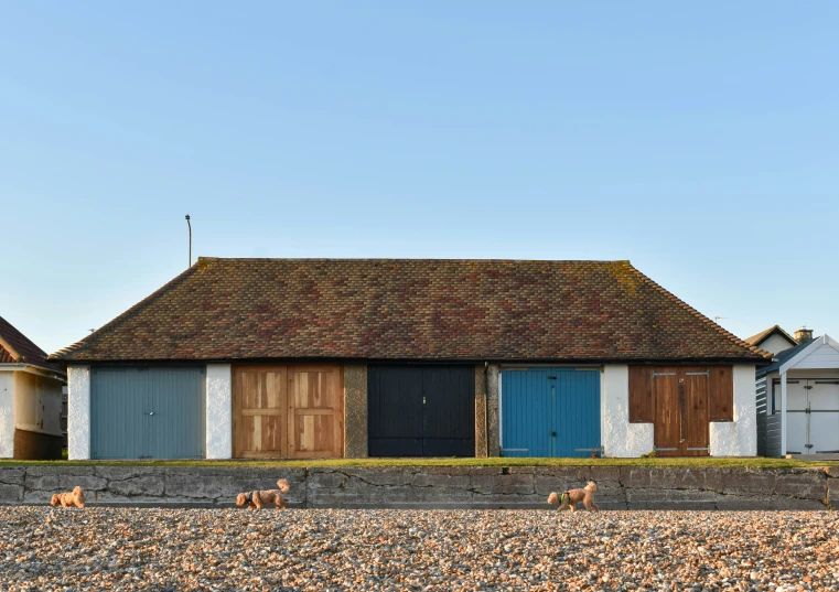 three small dogs walk in front of a house with two blue doors