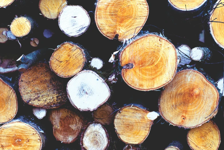 an image of cut logs stacked on top of each other