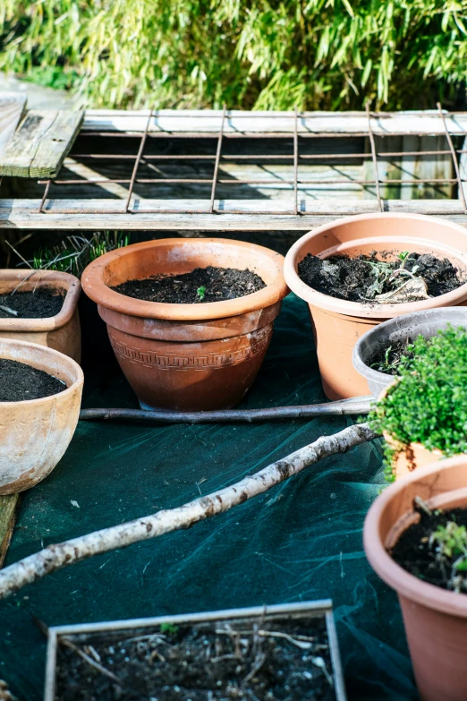 several potted plants are shown sitting on the ground