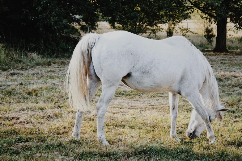 a white horse grazing in the grass in a field