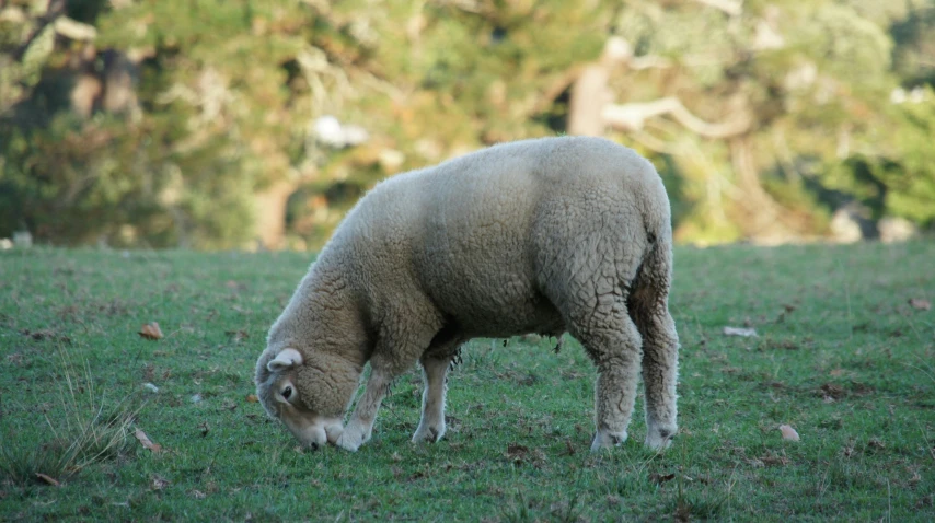 a sheep grazes on the grass near the woods