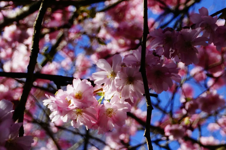 a close - up of some flowers blooming on a tree