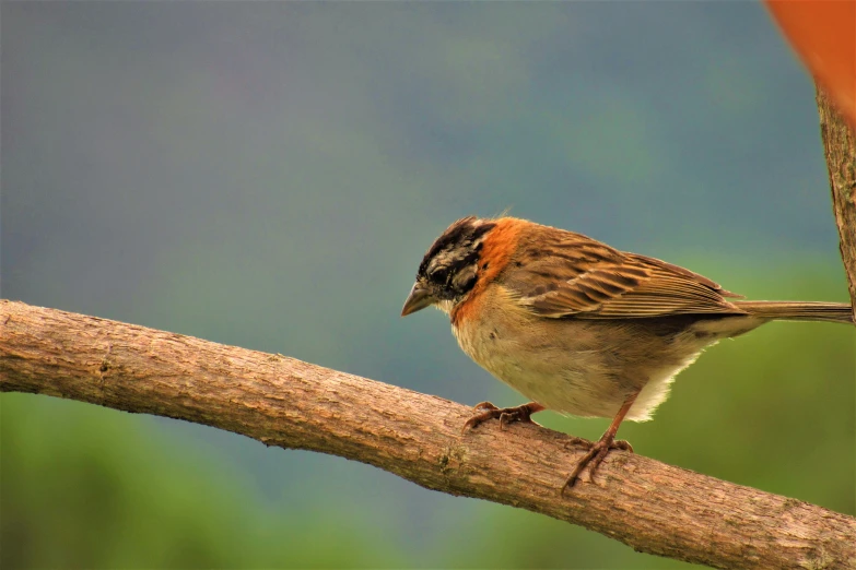 a little bird is standing on the nch