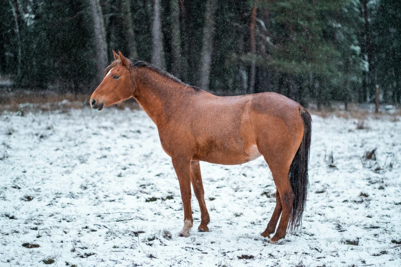 a horse stands in the snow and looks back at the pographer