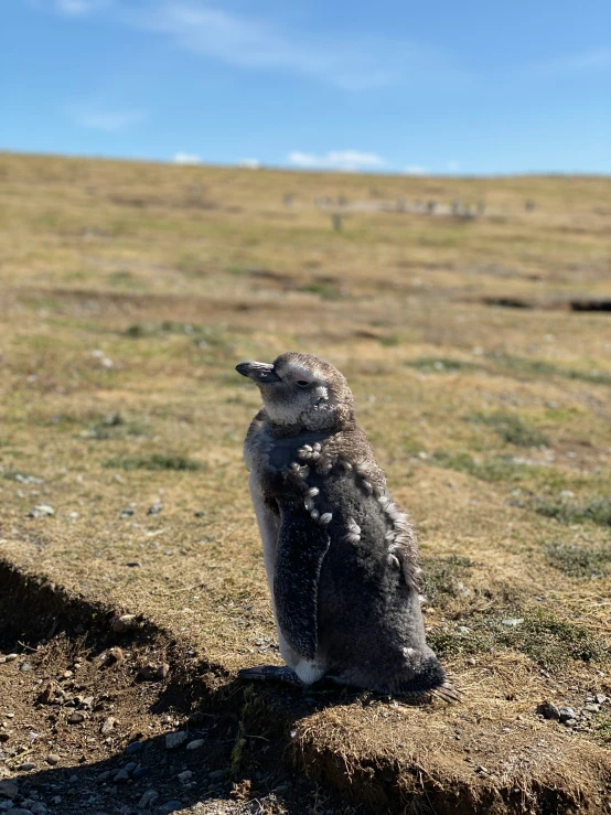 there is a small grey penguin sitting in the dirt