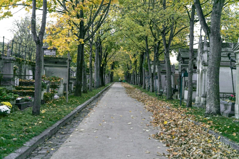 an old cemetery has a lot of leafy trees