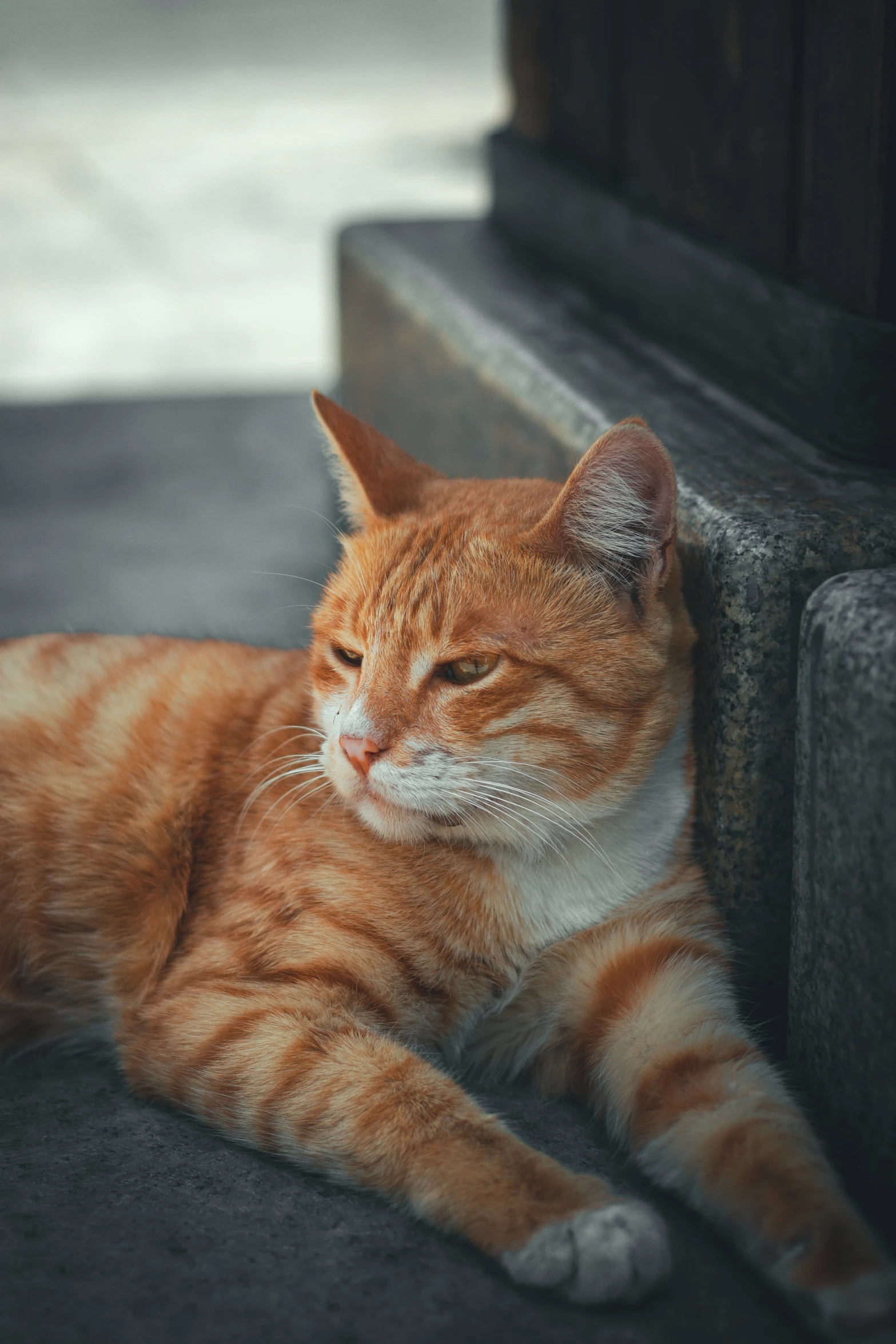 a cat sits in front of the door on a porch