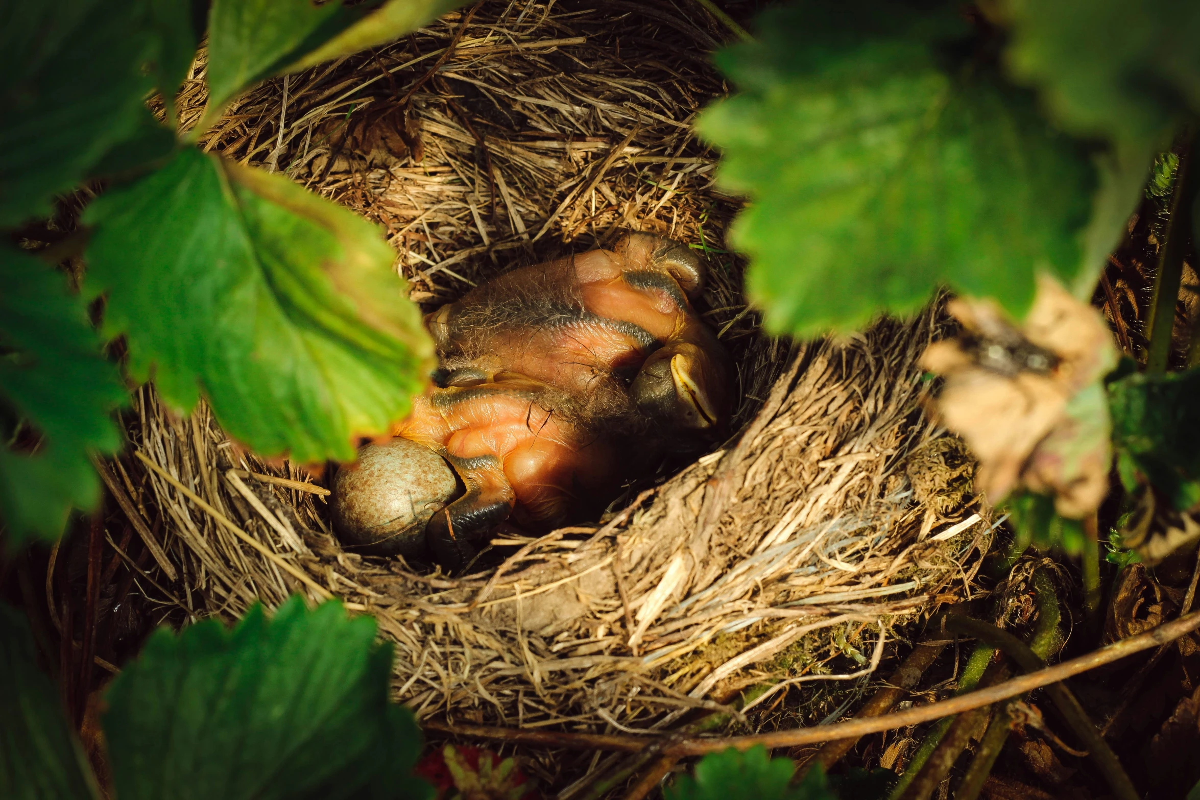 the bird nest has three metallic balls in it