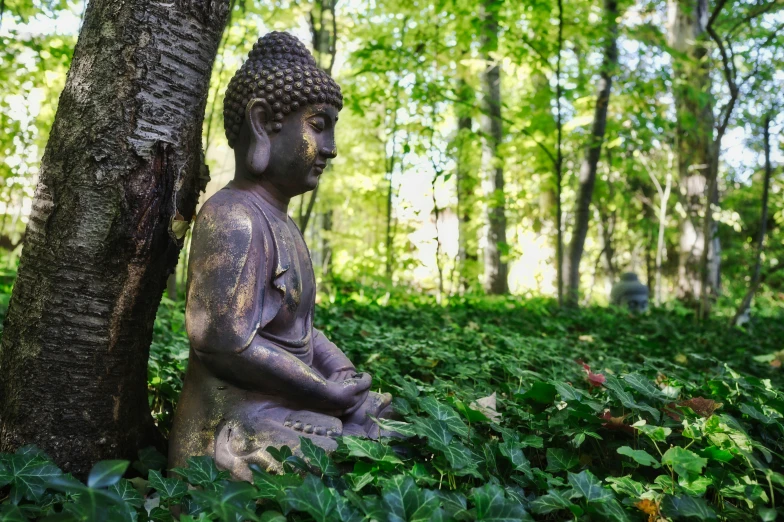 a buddha statue sitting behind a tree in a forest
