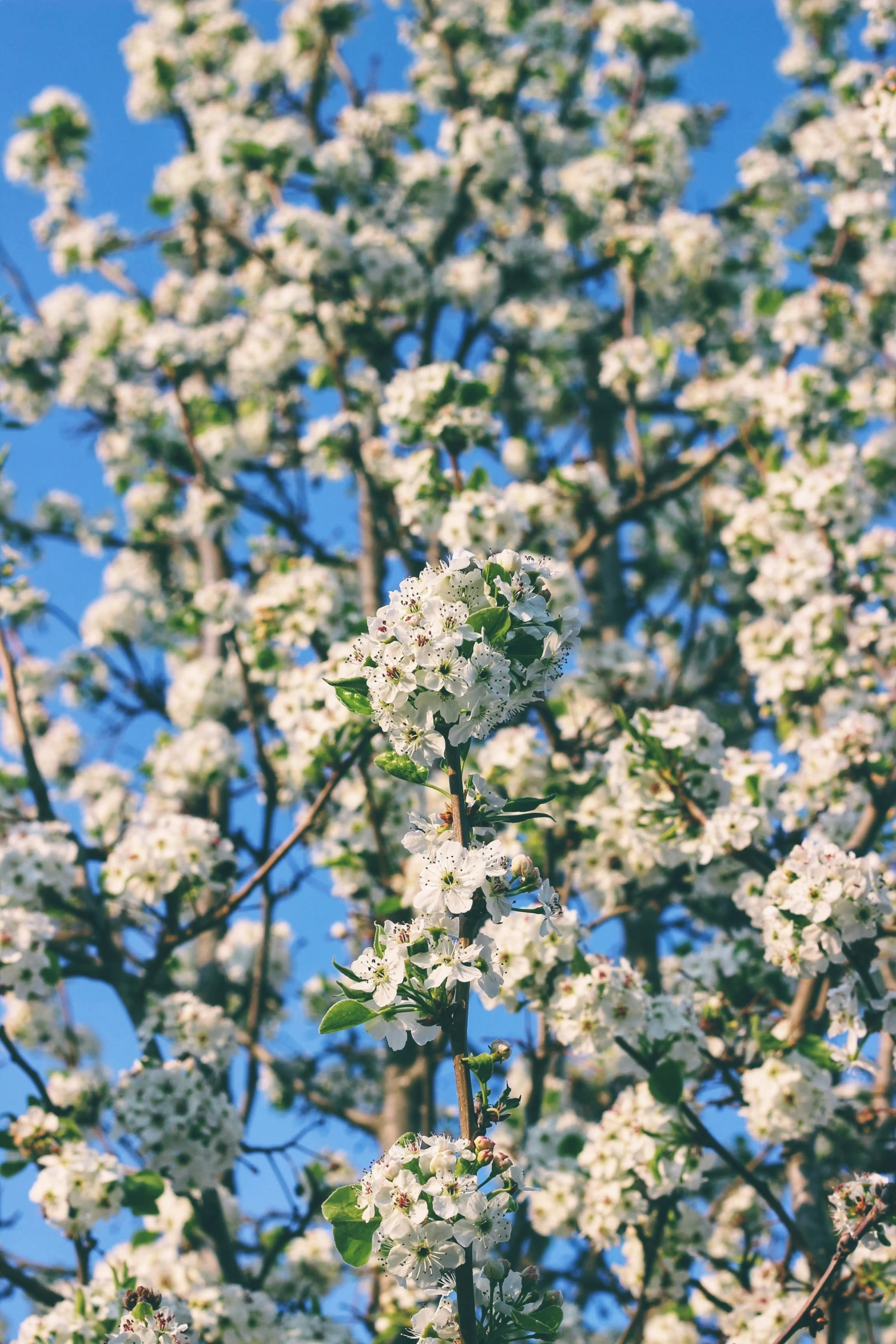 a blooming tree in the middle of the day