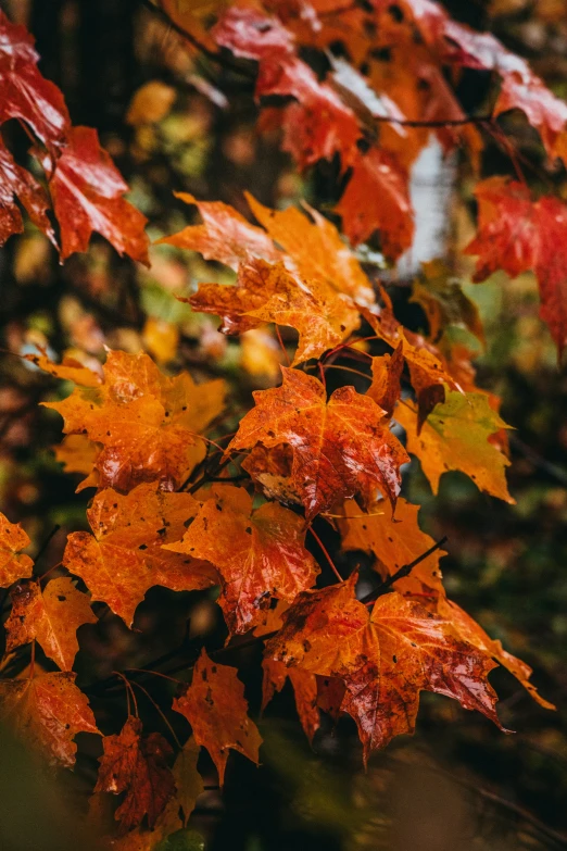 a tree with lots of red leaves