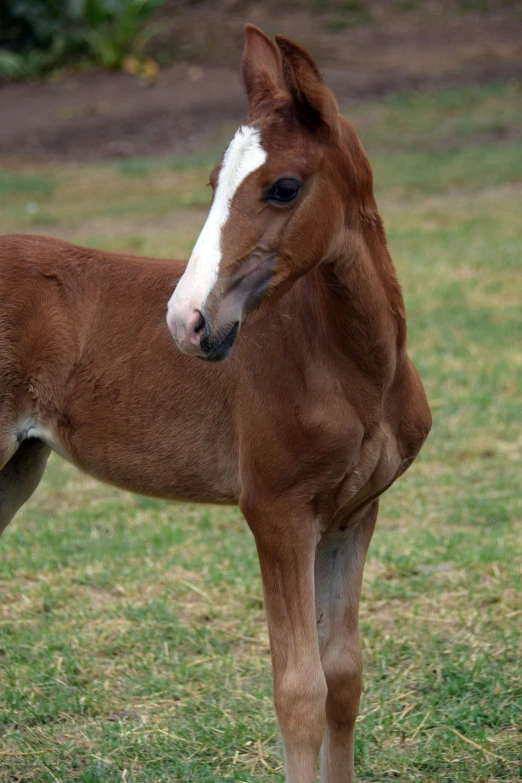 a little brown and white horse standing on top of grass