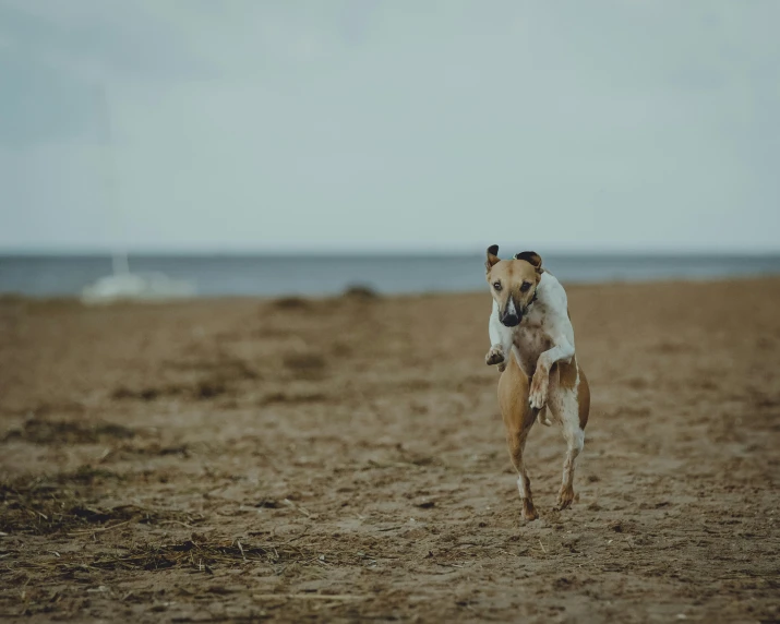 dog running on the beach in front of ocean