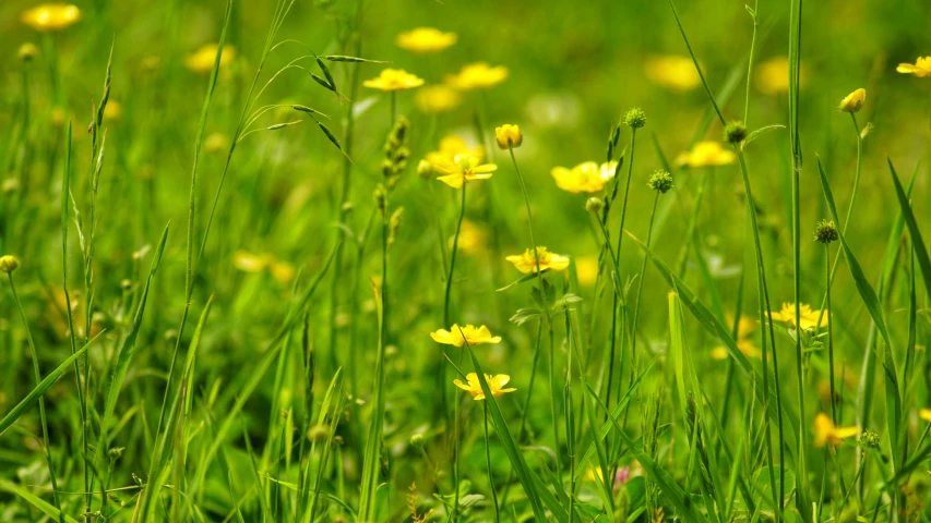 a lot of green grass with flowers growing inside