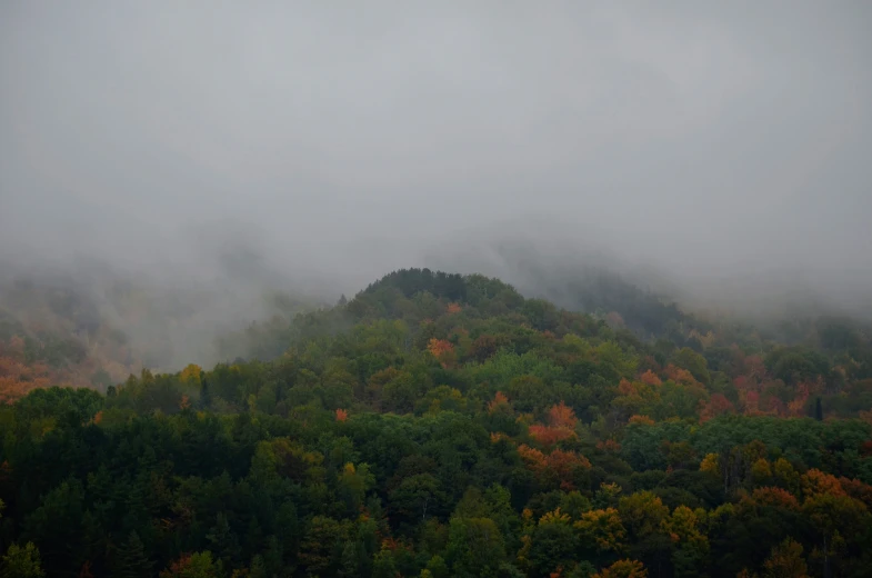 trees stand on a foggy hillside with mountains covered by low lying mist