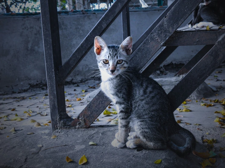 a small kitten standing near a fence looking up at soing