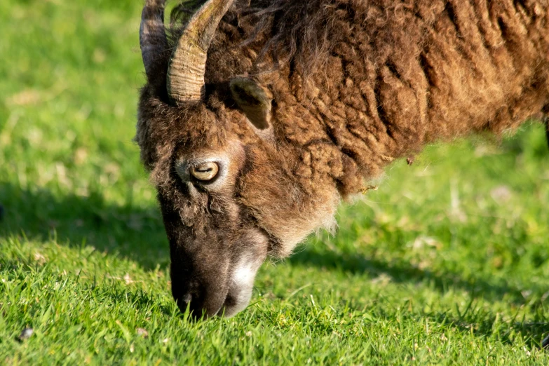 a horned animal with horns grazing in a grassy area